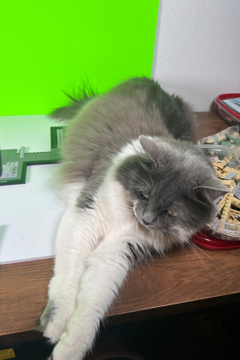 Cat sitting on top of LEGO building set